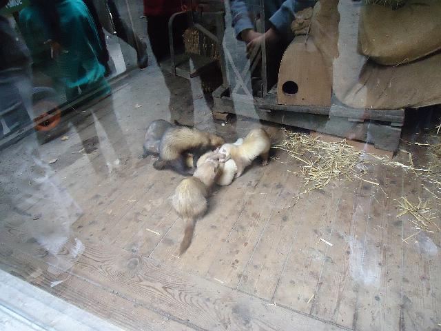 Damenfahrt Otterzentrum 023.jpg